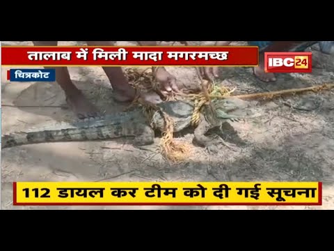 Chitrakote News : तालाब में मिली मादा मगरमच्छ | 112 Dial कर टीम को दी गई सूचना