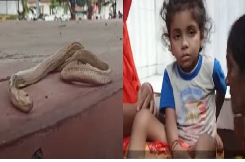 OMG! 4 साल के मासूम को ज़हरीले कोबरा ने काटा, 30 सेकंड में सांप की तड़पकर मौत, बच्चा स्वस्थ