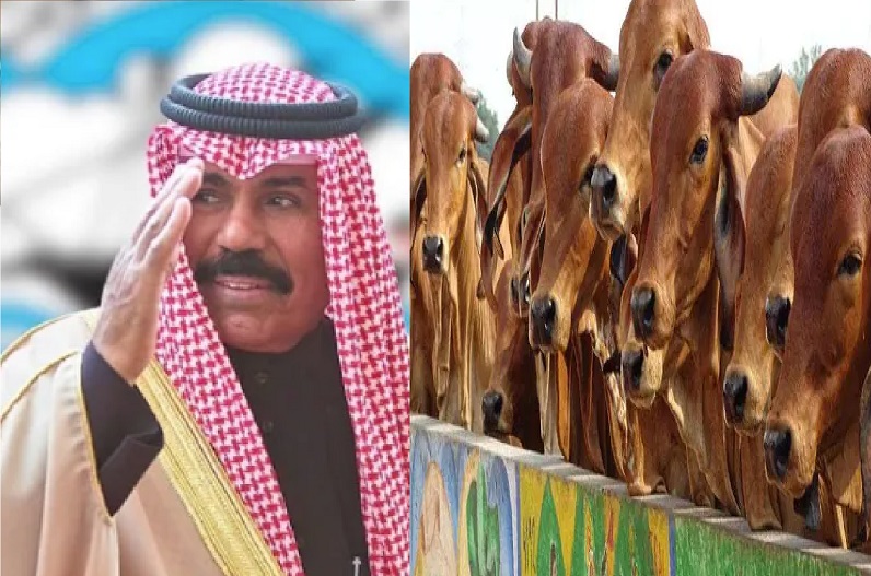 जानें कुवैत और शारजाह समेत खाड़ी देशों में क्यों बढ़ी है INDIAN COW के गोबर की मांग?, क्या है सच्चाई