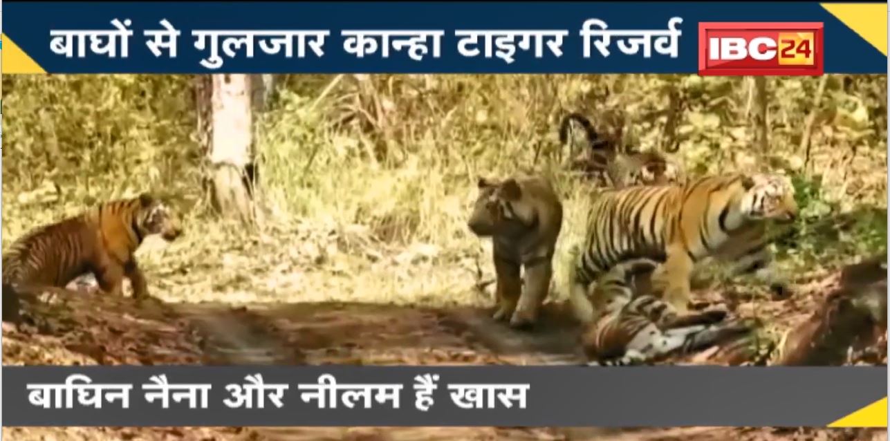 NEWS DECODE : बाघों से गुलजार Kanha Tiger Reserve। पर्यटकों के बीच मशहूर कान्हा के बाघ। बाघिन Naina और Neelam हैं खास