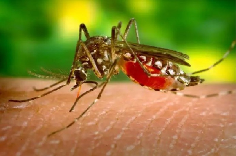 टाउनशिप में फिर बढ़ा डेंगू का कहर, एक्शन मोड पर स्वास्थ्य विभाग, चलाया जा रहा अभियान