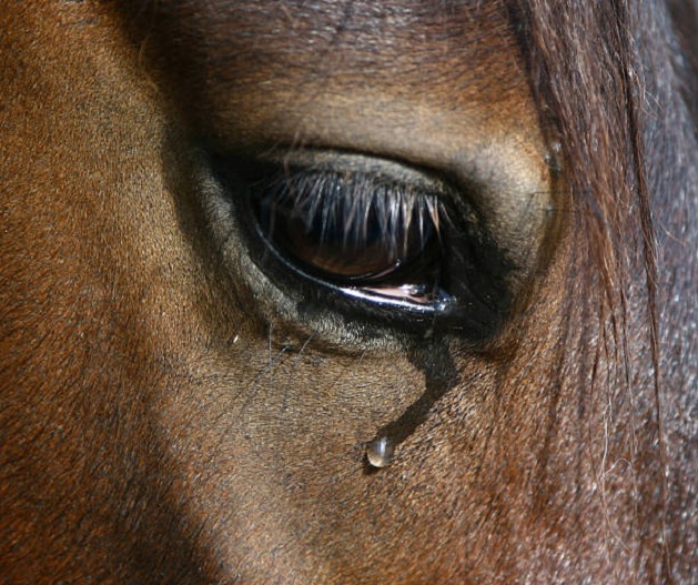 युवक ने घोड़े को बनाया हवस का शिकार, सीसीटीवी कैमरे में कैद हुई वारदात, कोर्ट ने सुनाया ये खौफनाक सजा