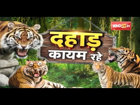 दहाड़ कायम रहे : बाघों से गुलजार Kanha Tiger Reserve | हर साल बढ़ रहा है बाघों का कुनबा | देखिए Report