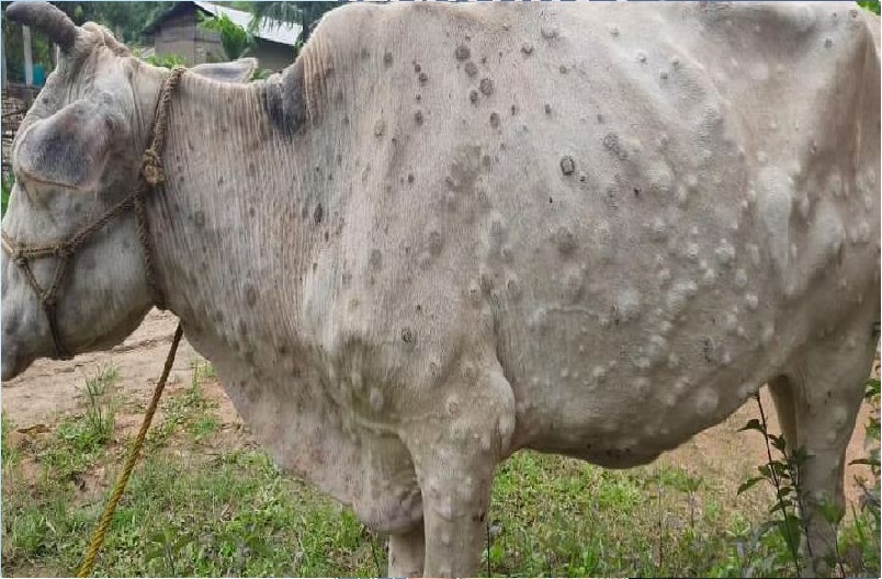 Lumpy Virus: संक्रमित गाय के दूध से क्या फैल सकता है इंफेक्शन? जानिए कैसे बरतें सावधानी
