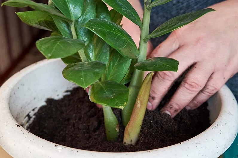 Vastu Tips In Hindi : दुर्भाग्य और परेशानी लाते हैं ये 5 पौधे, भूलकर भी घरों में न लगाएं, आज ही निकाल फेंके बाहर