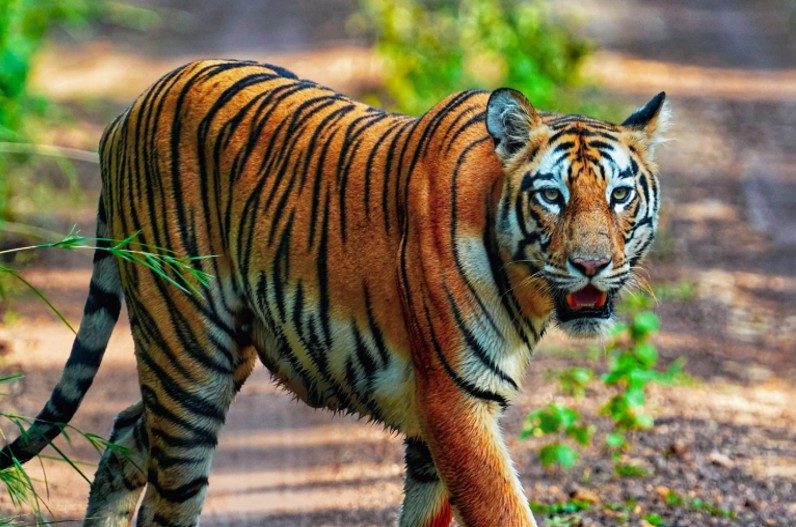 अब इन अभ्यारण्यों में भी गूजेंगी बाघों की दहाड़, वर्चस्व की लड़ाई में नहीं होगी बाघों की मौत