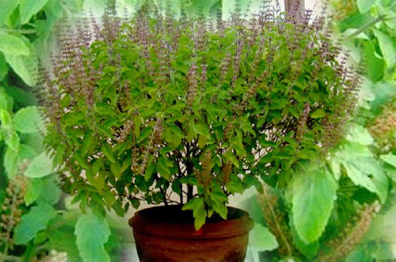 Sawan 2022: सावन में लगाएं ये पौधे, नहीं होगी धन की कमी, बरसेगी शिव-लक्ष्मी की कृपा