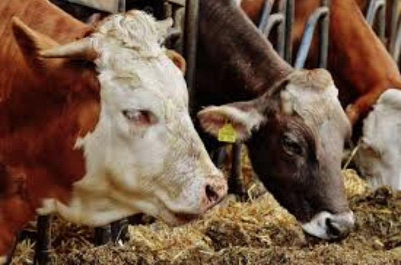 बेजुबानों को अपना शिकार बना रहा है ये खतरनाक वायरस, अब तक हजारों गायों की मौत, अलर्ट जारी