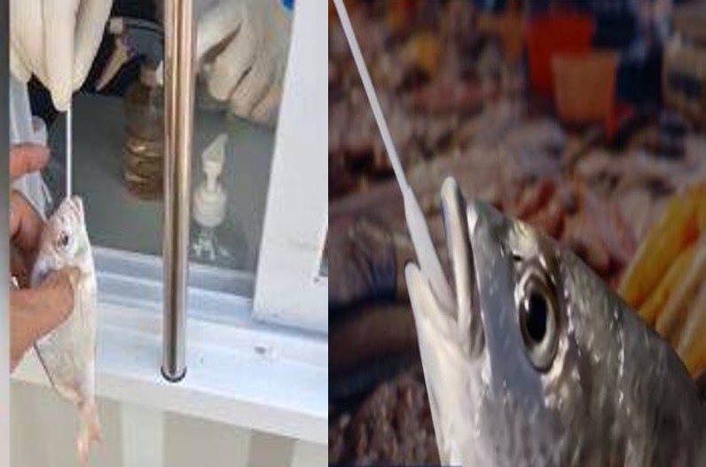 इस देश में मछलियों का हो रहा कोविड टेस्ट, प्लेट में पहुंचने से पहले करना पड़ेगा टेस्ट पास