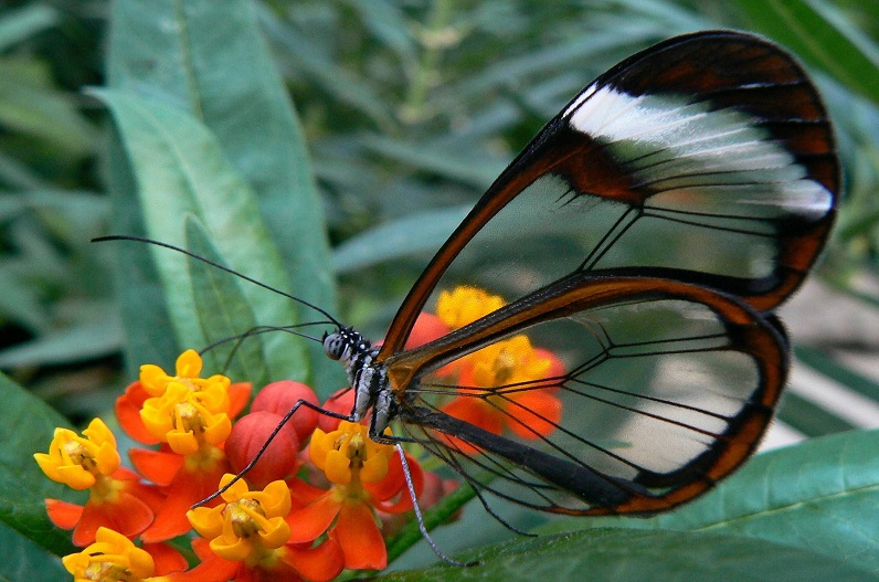 प्रदेश में 15 अगस्त से शुरु होगी तितलियों की गणना, इस उद्देश्य से लिया गया फैसला