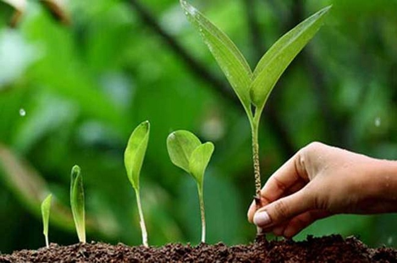 प्रदेश में कल से पौधारोपण अभियान की होगी शुरुआत, 75 लाख पौधे लगाकर पर्यावरण संरक्षण का संकल्प