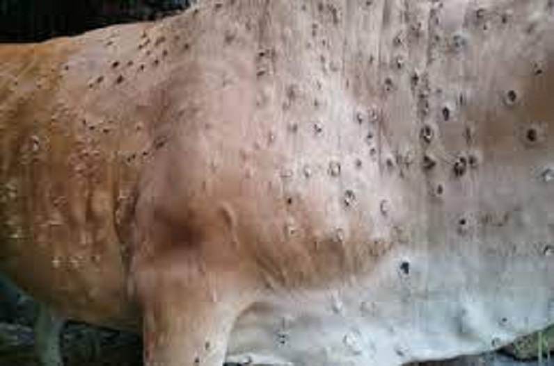 इस प्रदेश के 16 जिलों में फैला लम्पी वायरस, 94 हजार से ज्यादा गौ-वंश हुए संक्रमित, 4 हजार से ज्यादा पशुओं की हुई मौत
