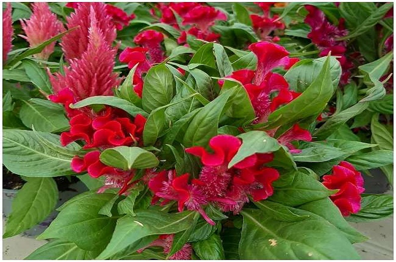 Vastu Tips For Wealth: घर में सौभाग्य लाता है ये पौधा, आज ही ले आएं घर, छप्पर फाड़ बरसेगा पैसा