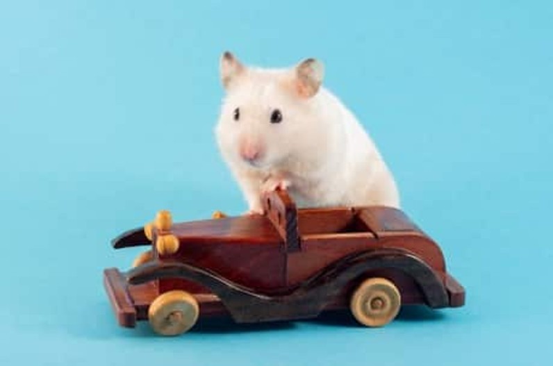 अब सड़कों पर फर्राटे भरेंगे चूहे! यहां चूहों को दी जा रही कार चलाने की ट्रेनिंग