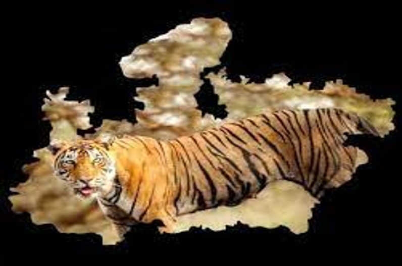 “टाइगर स्टेट” में सात माह में इतने बाघों की गई जान, प्रदेश मौत के आंकडों में अव्वल