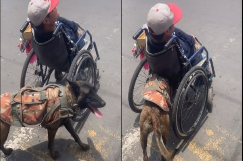 दिव्यांग मालिक को सड़क पार करवा रहा कुत्ता, सोशल मीडिया पर वीडियो वायरल
