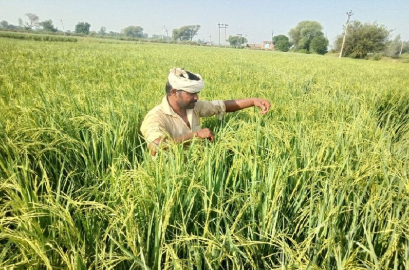 इन किसानों को नहीं मिलेगा किसान सम्मान निधि का लाभ, देखें 14वीं किस्त को लेकर ताजा अपडेट