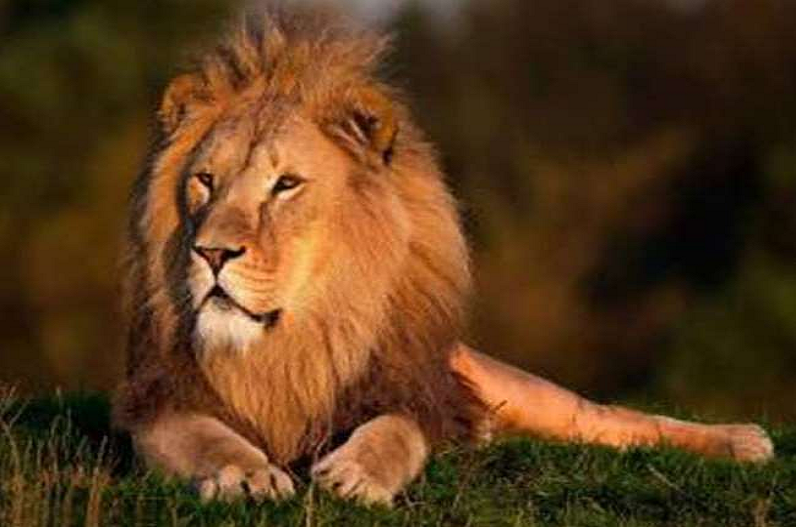महाराष्ट्र आ रहा है गुजरात का शेर, गुजरात जाएगा महाराष्ट्र का बाघ, अदला-बदली से दोनों राज्यों को होगा लाभ