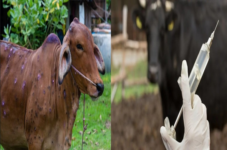 इस महीने मार्केट में आएगी लंपी स्किन रोग की स्वदेशी वैक्सीन, खत्म होगी गायों की गंभीर बीमारी