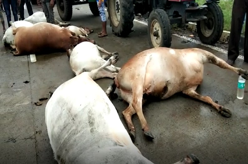 NH-45 पर एक साथ 12 गायों की मौत, कंप्यूटर बाबा ने किया धरना प्रदर्शन, प्रदेश सरकार के खिलाफ कही ये बड़ी बात