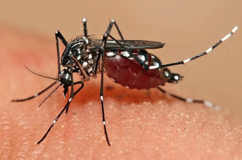 शहर में बढ़ रहा डेंगू का खतरा ! सुरक्षा को लेकर प्रशासन ने जारी की एडवाइजरी