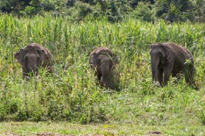 बढ़ता जा रहा जिले में हाथियों का आतंक, 30 हाथी 15 दिनों से लगा रहे इस गांव का चक्कर