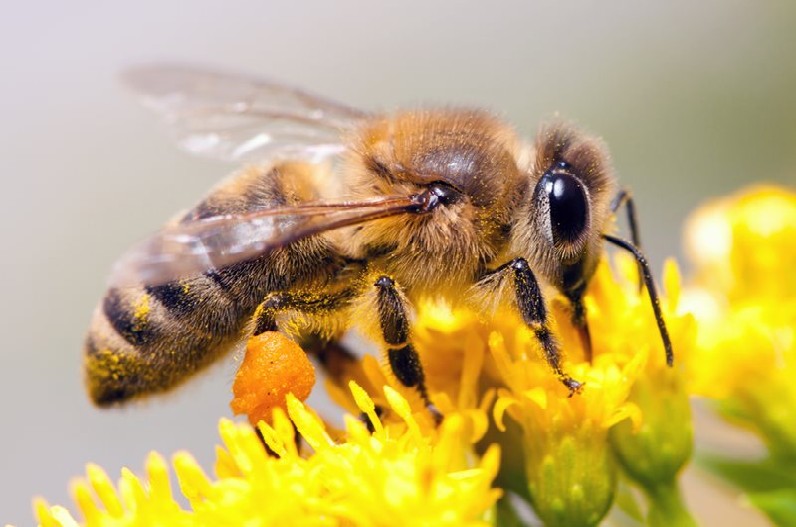 शहद देने वाली मधुमक्खी ने दी मौत! दो दर्जन लोग घायल, एक की मौत