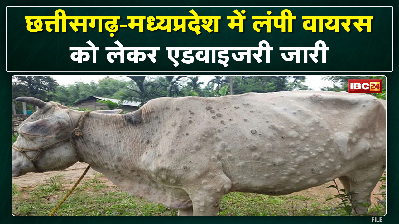 Madhya Pradesh-Chhattisgarh में बढ़ा Lumpy Virus का खतरा | Vaccination के निर्देश, Advisory भी जारी