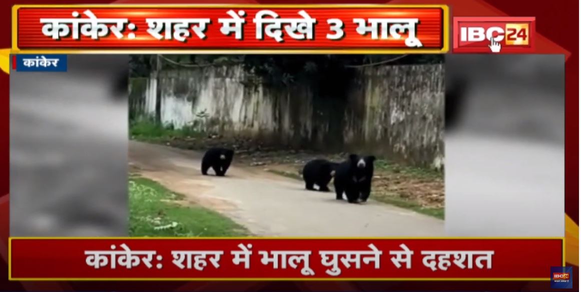 Bear Video : कलेक्टर बंगले के सामने दिखे 3 भालू | कांकेर के रिहायशी इलाके में भालू आने से दहशत…