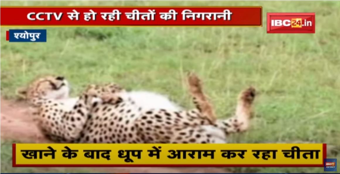 Cheetah in Kuno National Park