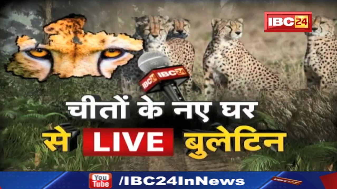 Cheetahs Back To India LIVE Updates। Kuno Natonal Park। मॉडिफाइड विमान से आएंगे 8 चीते। Namibia