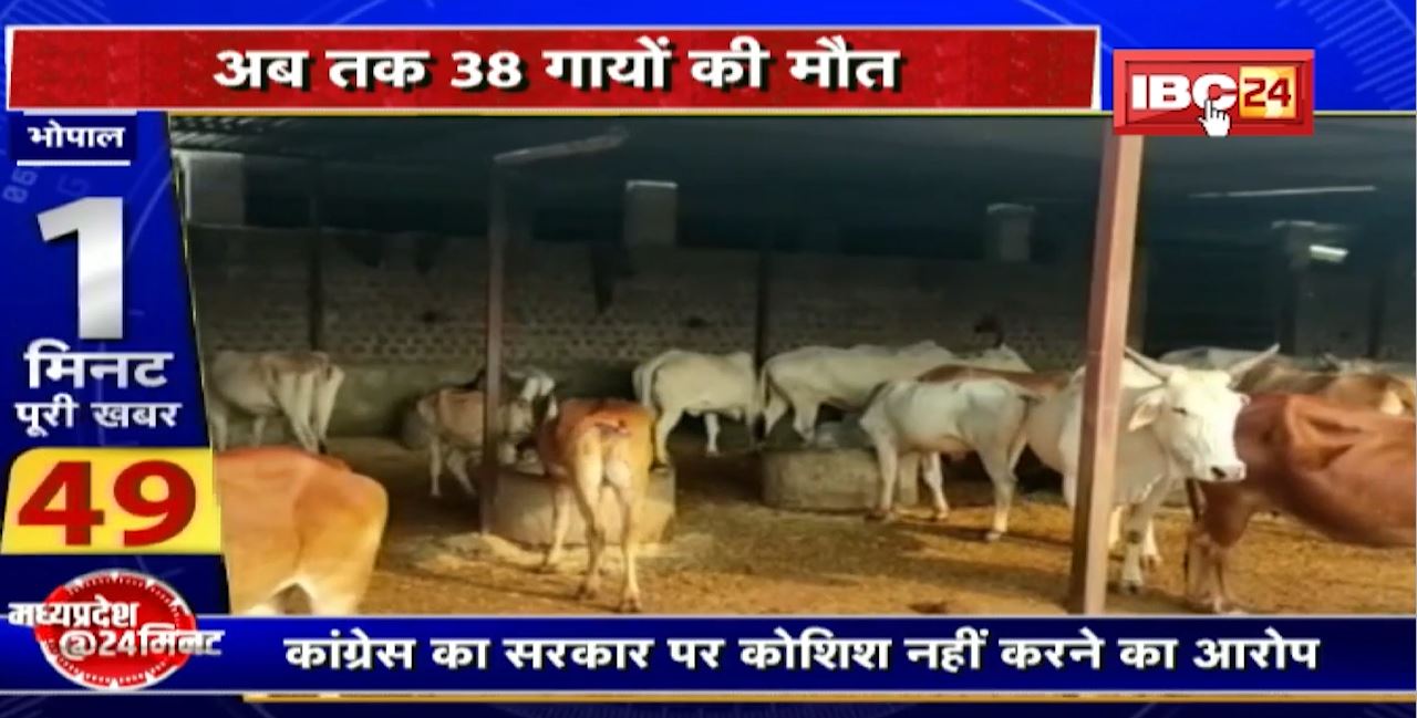 Madhya Pradesh में Lumpy Virus की बढ़ी रफ्तार। अब तक 38 गायों की मौत