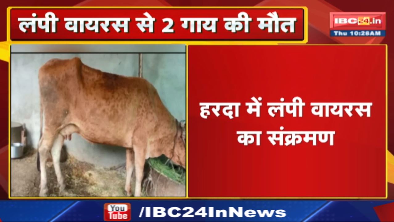 Lumpy Virus : हरदा जिले में लंपी वायरस का कहर | 45 पशु आये चपेट में, 2 गाय की मौत