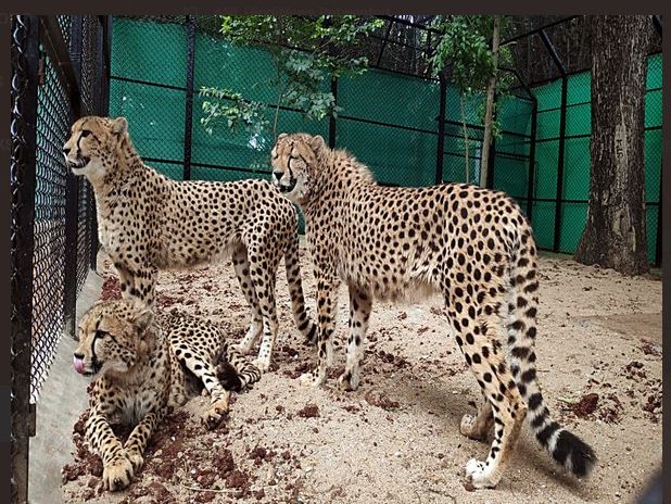 Cheetah struggles to hunt: कार से तेज दौड़ने में सक्षम लेकिन ऐसी परिस्थितियों में शिकार के लिए संघर्ष करता है चीता… पढ़ें IBC Pedia