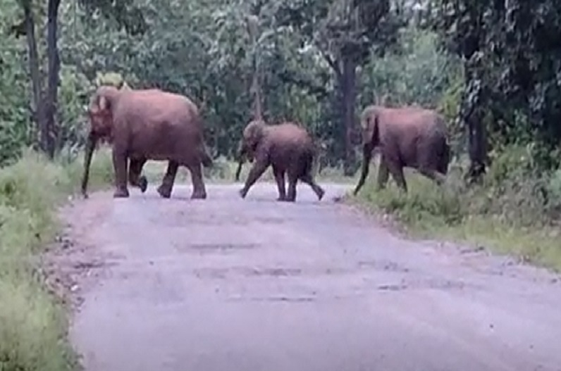 नहीं थम रहा हाथियों का आतंक, महिला समेत दो लोगों को उतारा मौत के घाट, इलाके में दहशत का माहौल