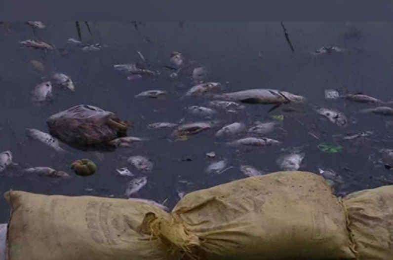 झील में तैरती मिली 3 से 4 टन मृत मछलियां, मचा हड़कंप…