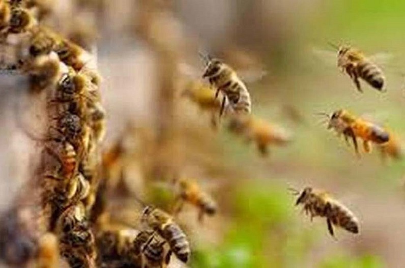 मधुमक्खियों ने किया 50 से अधिक लोगों पर हमला, घायलों का इलाज जारी