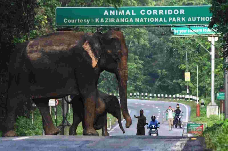 Kaziranga National Park: इस दिन से पर्यटकों के लिए खुलेगा राष्ट्रीय उद्यान, वन अधिकारी ने लिया निर्णय