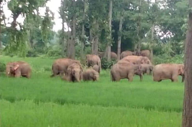 Elephant terror: हाथियों के झुंड ने चट्ट की किसानों की पूरी फसल, गांव वालों ने वन विभाग पर निकाला गुस्सा