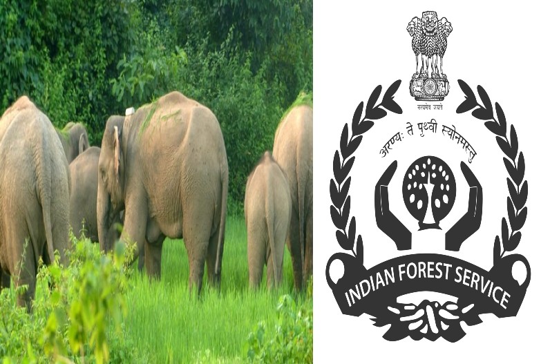 Elephant terror: हाथियों के झुंड से गांव में दहशत का माहौल, वन विभाग में जारी किया अलर्ट … जानें पूरी खबर