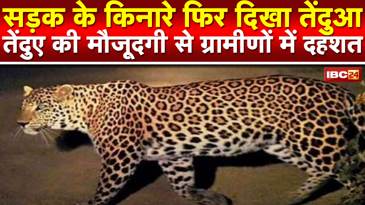 Leopards seen on roadside in Kanker : डुमली मार्ग में तीसरी बार दिखा तेंदुआ…