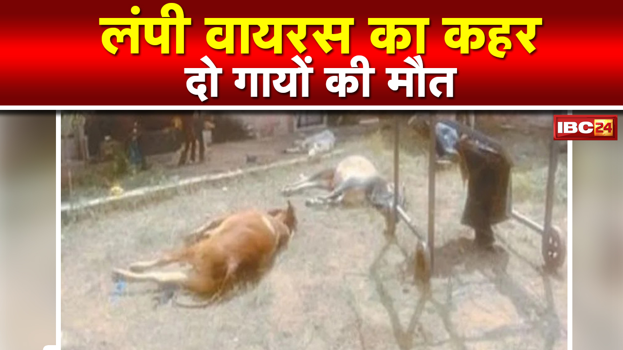 Lumpy Virus in Gwalior : 24 घंटे में ग्वालियर अंचल में 106 गायों में दिखे लक्षण | 2 गायों की मौत…