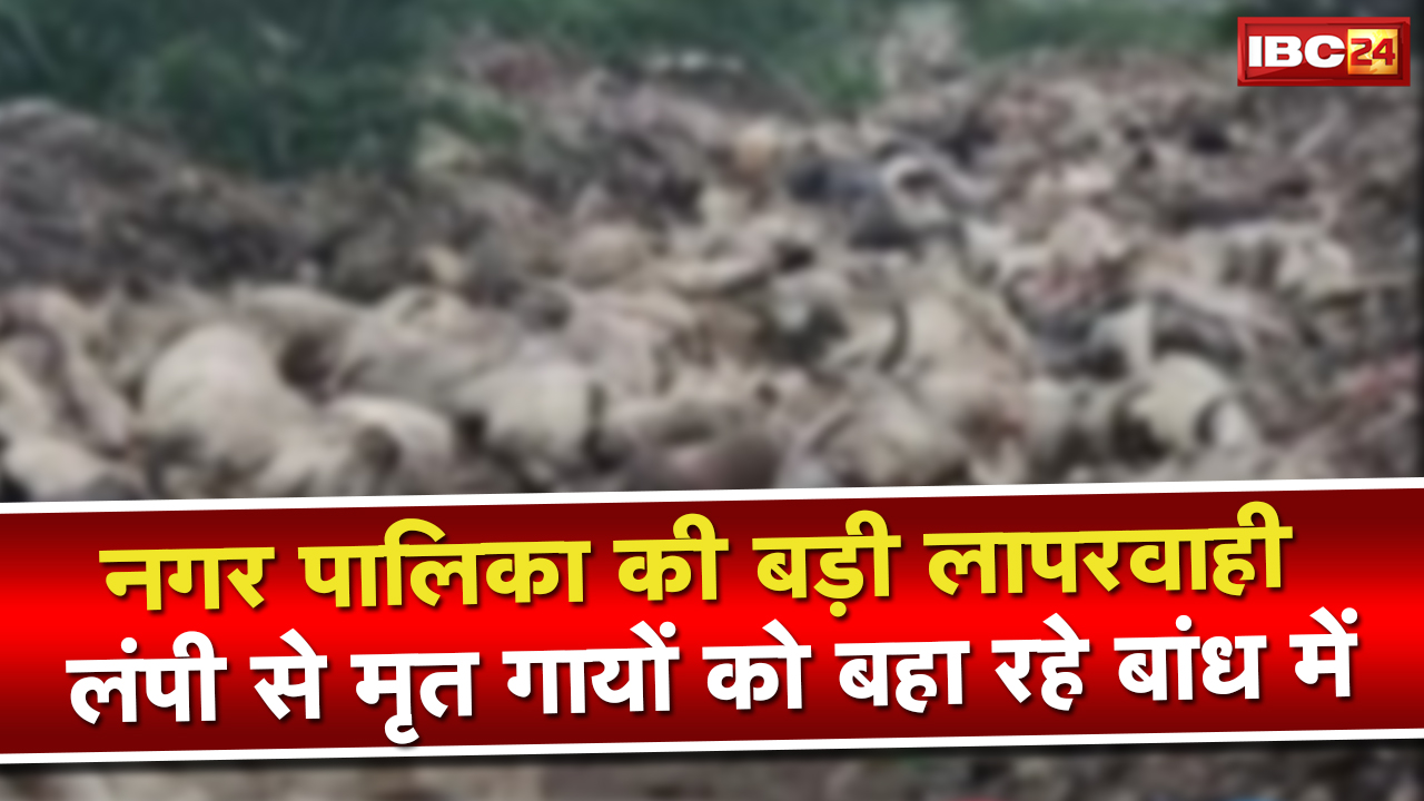 Bhind News : बांध में फेंकी जा रही है लंपी बीमारी से मृत गोवंश के शव | संक्रमण का खतरा