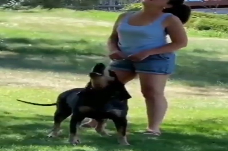 This dog talks exactly like humans, video is viral on social media every