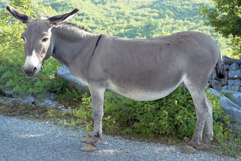Donkeys Taken Into Custody