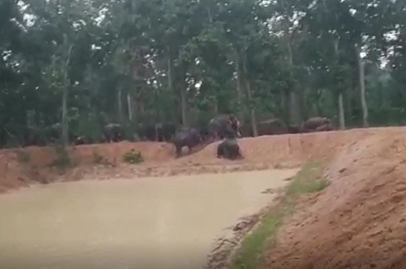 Elephant Attack in Chhattisgarh : तांडव मचा रहा 50 हाथियों  का दल, दिन में भी घुस रहे गांव, ग्रामीणों में दहशत