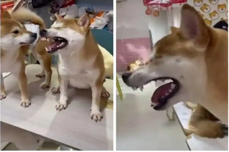 कुत्ते का छींकते हुए वीडियो वायरल, देखकर हंसी नहीं रोक पा रहे लोग