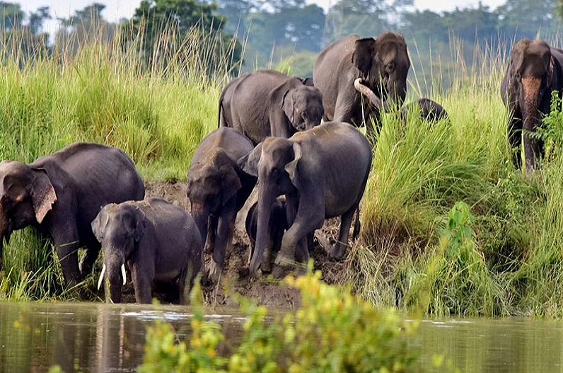 केंद्रीय वन और पर्यावरण मंत्रालय ने दी मंजूरी, जल्द बनेगा हाथी अभयारण्य…