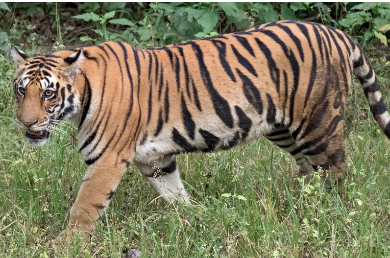 अंतिम संस्कार में शामिल होने पहुंचा बाघ, श्मशान में ही लाश छोड़कर भागे ग्रामीण और परिजन