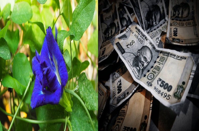 Vastu Tips For Wealth: आज ही घर में लगा लें ये फूल, कभी नहीं होगी पैसों की कमी